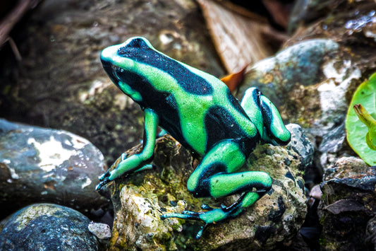 Poison Dart Frog