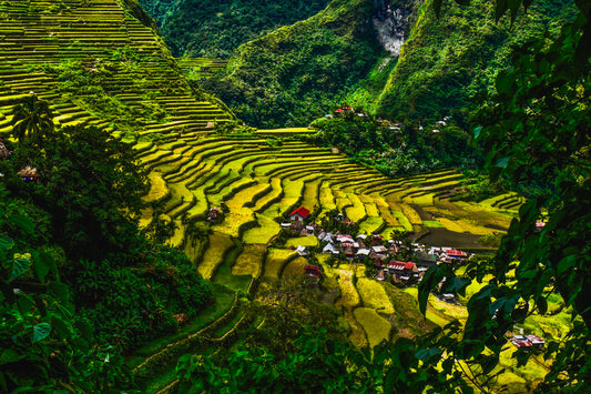 Batad Rice Terraces