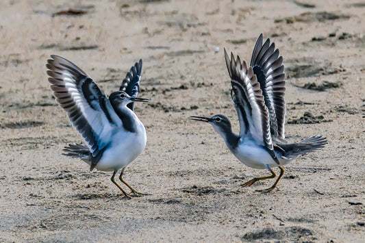 Dancing Sandpiper