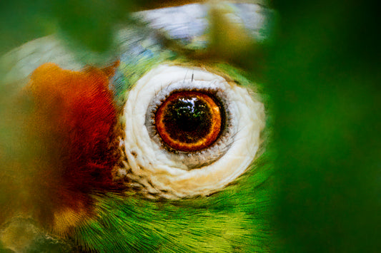 Eye of the Macaw