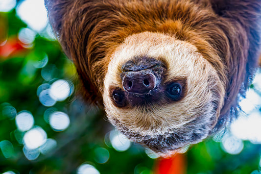 Hanging Two-Toed Sloth