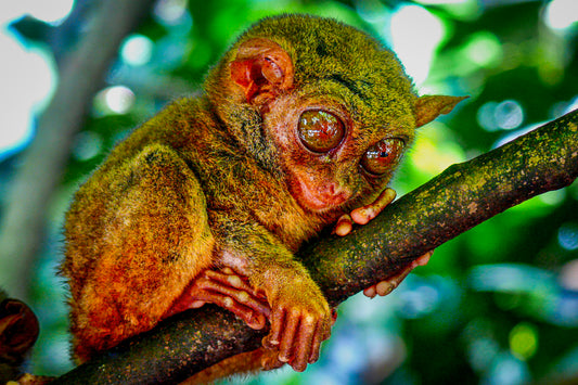 Philippine Tarsier