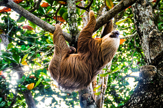 Two-Toed Sloth