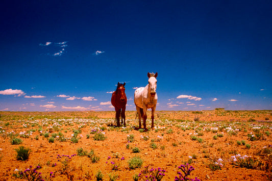Navajo Horses
